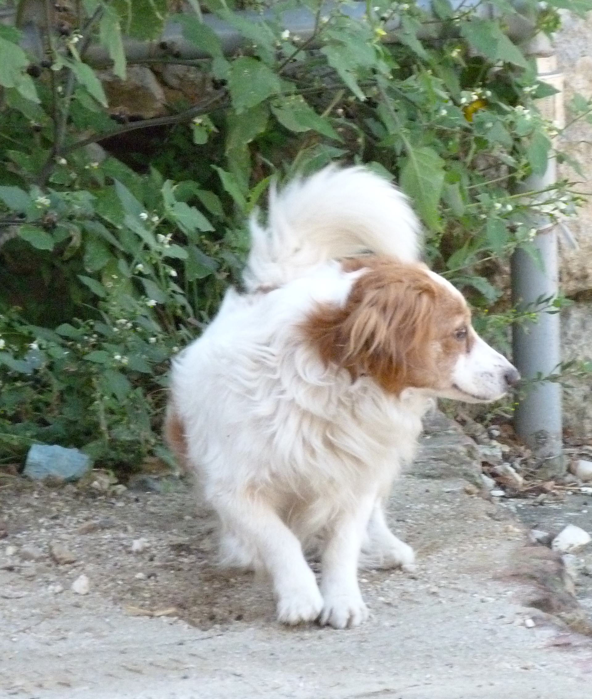 photo of dog